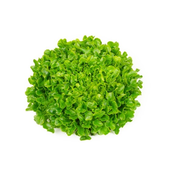 Μαρούλι Multi leaf lettuce VESPUCCI RZ Knox™ 5000 σπόρων
