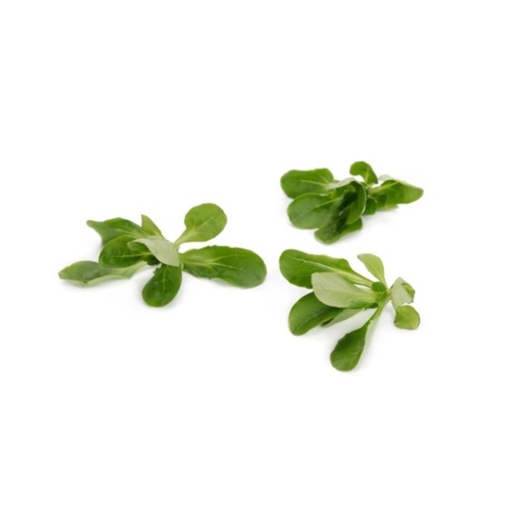 Μαρούλι Βαλεριάνα - Corn Salad SONETT RZ 1.000.000 σπόρων