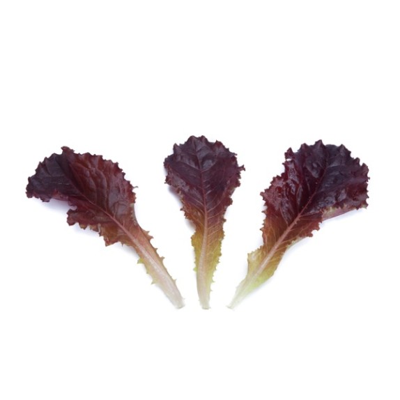 Μαρούλι Baby leaf lettuce ALBORETO RZ 1.000.000 σπόρων