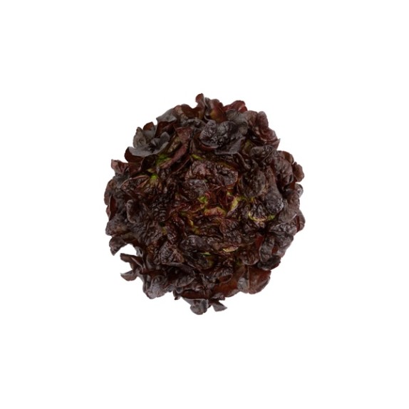 Μαρούλι Oak Leaf lettuce ROMAI RZ 5000 σπόρων