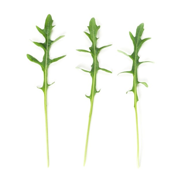 Ρόκα SINOPE RZ (άγρια) 5.000.000 σπόρων