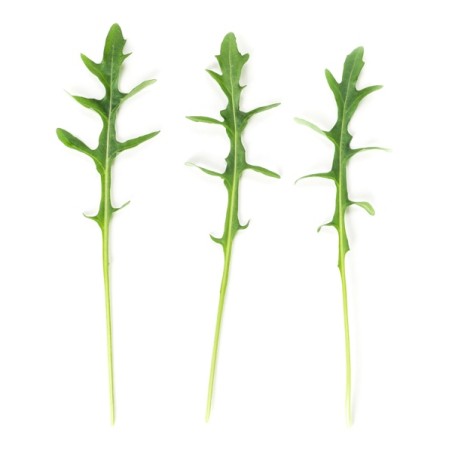 Ρόκα SINOPE RZ (άγρια) 5.000.000 σπόρων