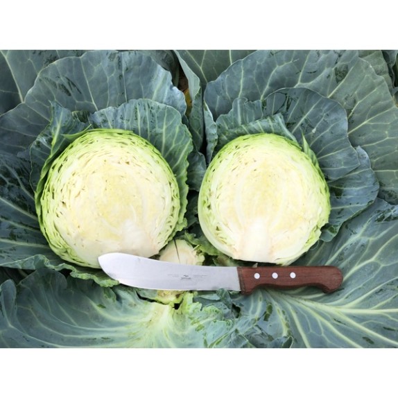 Λάχανο SWINGMA RZ F1 (70-85 ημερών) 2500 σπόρων