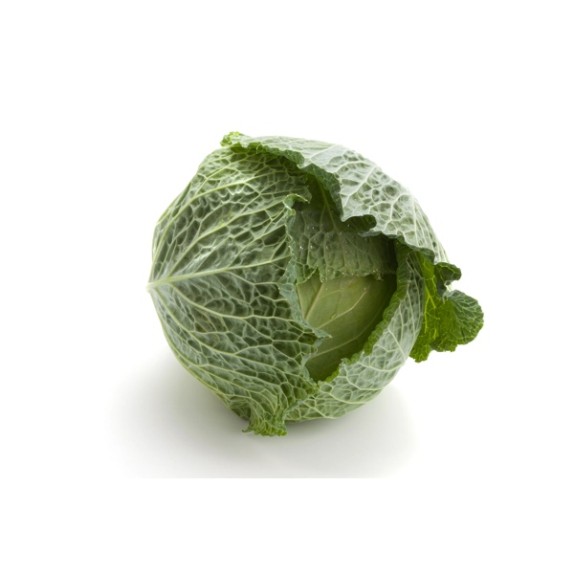 Λάχανο MORAMA RZ F1 (65-75 ημερών) 2500 σπόρων