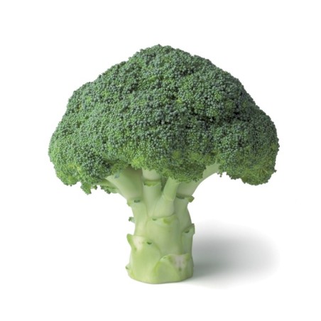 Μπρόκολο AGASSI RZ F1 (65-95 ημερών) 2500 σπόρων