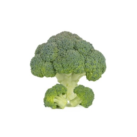 Μπρόκολο ALCARAZ RZ F1 (65-70 ημερών) 2500 σπόρων