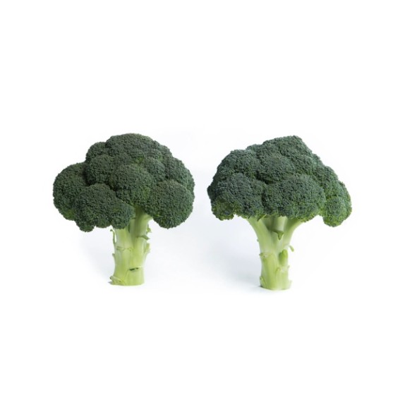 Μπρόκολο LAVON RZ F1 (70-85 ημερών) 2500 σπόρων