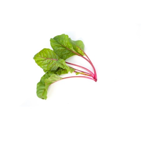 Σπόρος Σέσκουλο Swiss chard CHARLIE RZ F1 1.000.000 σπόρων Rijk Zwaan Hellas