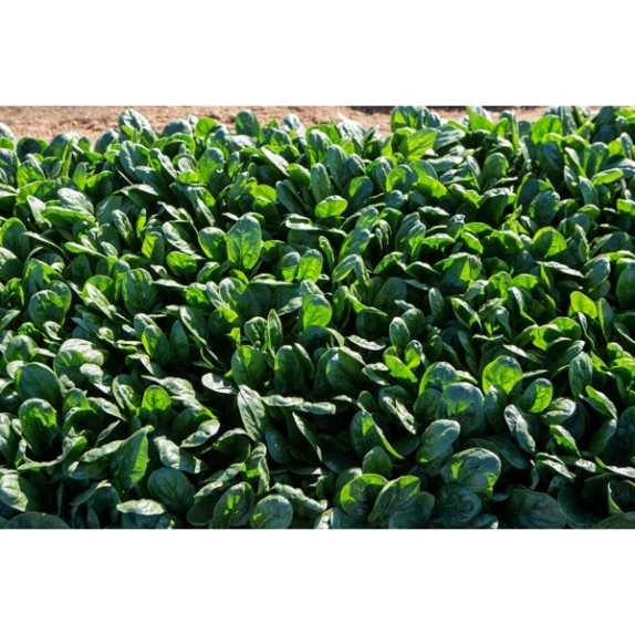 Σπανάκι Smooth BINTURONG RZ F1 1.000.000 σπόρων