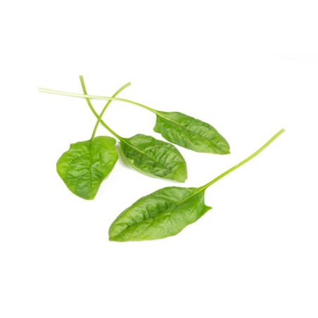 Σπανάκι Smooth BLOBFISH RZ F1 1.000.000 σπόρων