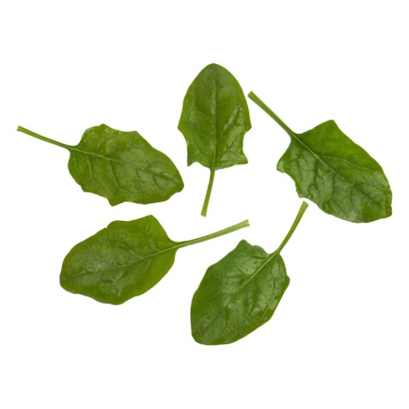 Σπανάκι Oriental KANGAROO RZ F1 1.000.000 σπόρων