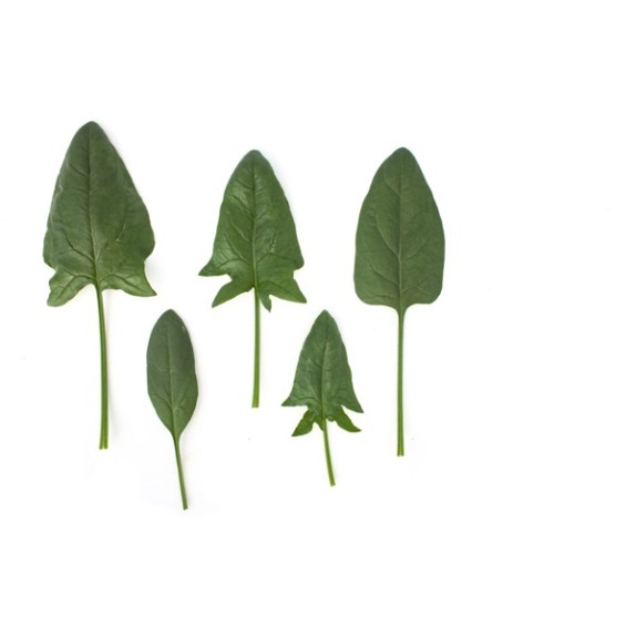 Σπανάκι Oriental PYTHON RZ F1 1.000.000 σπόρων