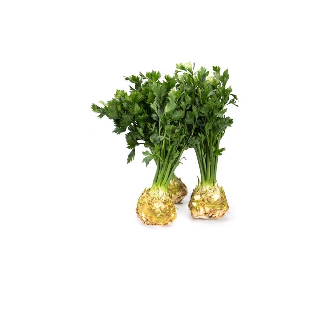 Σελινόριζα PRESIDENT RZ 5.000 σπόρων