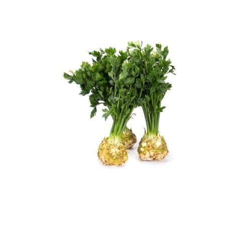 Σελινόριζα PRESIDENT RZ 5.000 σπόρων