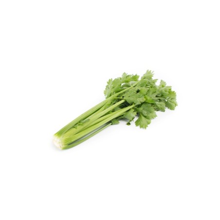 Σέλερι KELVIN RZ F1 5.000 σπόρων