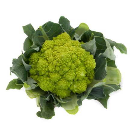 Σπόρος Κoυνουπίδι PUNTOVERDE RZ F1 (75-95 ημερών) 2500 σπόρων Rijk Zwaan Hellas