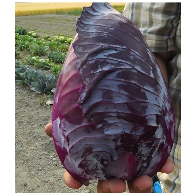 nan – Δημιουργεί αίσθηση πολυτέλειας χωρίς κόπο | iroots.gr