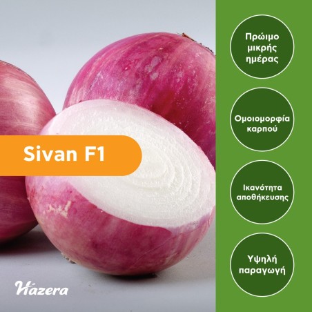 Κρεμμύδι Sivan F1 Hazera 125.000 σπόρων (χειμωνιάτικο)