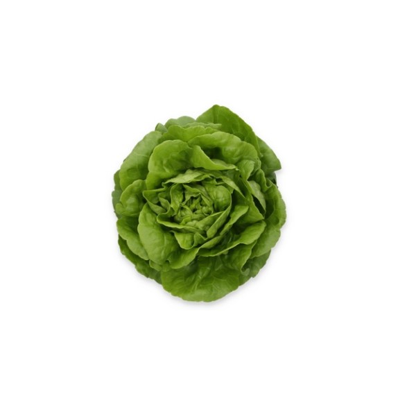 Μαρούλι Butterhead ALYSSA RZ Knox™ 5000 σπόρων