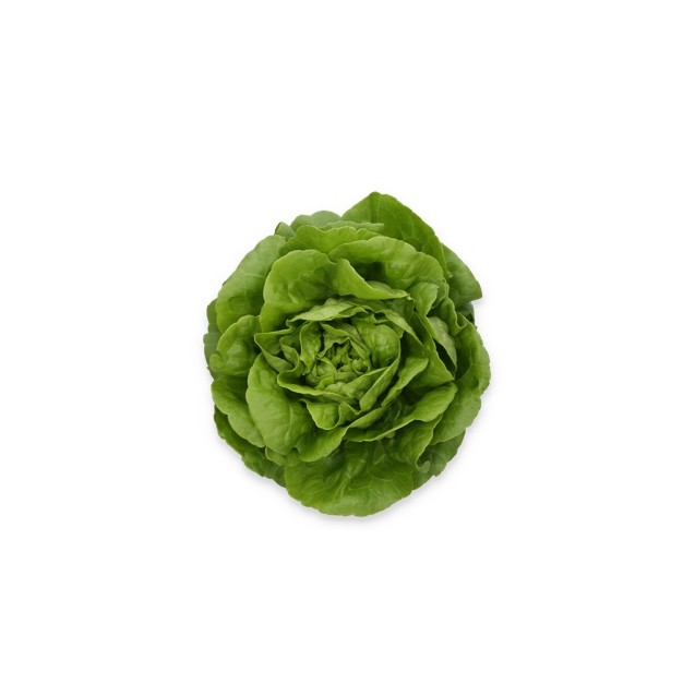 Σπόρος Μαρούλι Butterhead ALYSSA RZ Knox™ 5000 σπόρων Rijk Zwaan Hellas