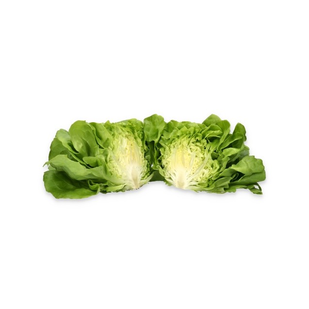 Σπόρος Μαρούλι Butterhead ALYSSA RZ Knox™ 5000 σπόρων Rijk Zwaan Hellas