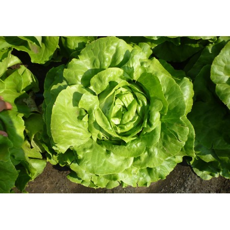 Σπόρος Μαρούλι Butterhead ANTOLINA RZ 5000 σπόρων Rijk Zwaan Hellas