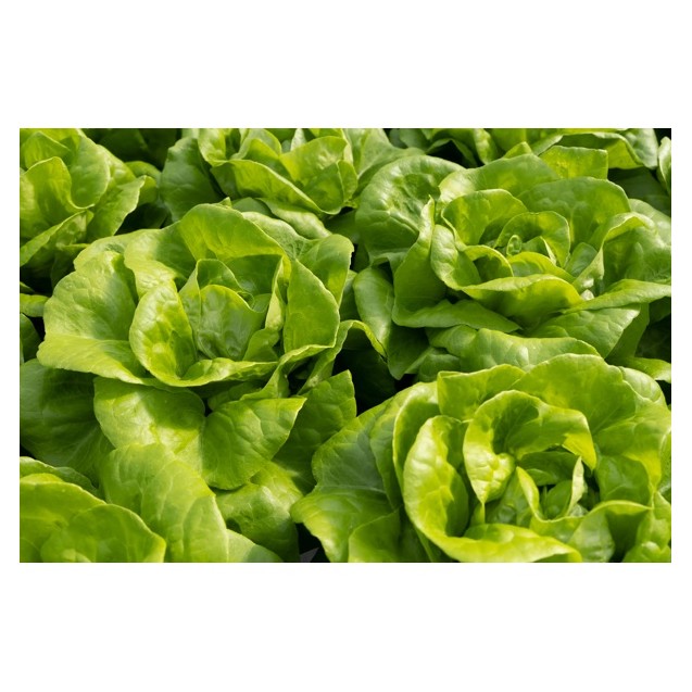 Σπόρος Μαρούλι Butterhead TRESLIA RZ 5000 σπόρων Rijk Zwaan Hellas