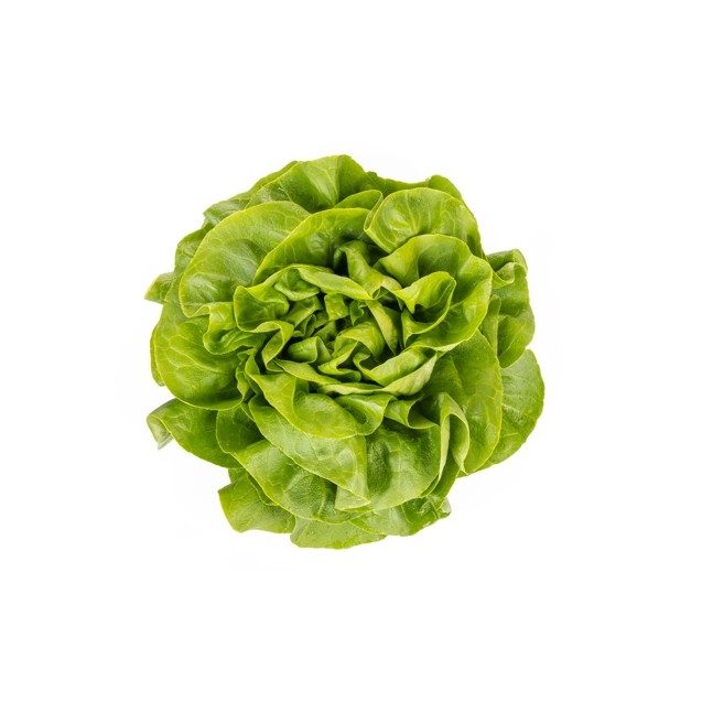 Σπόρος Μαρούλι Butterhead VOLUMIA RZ 5000 σπόρων Rijk Zwaan Hellas