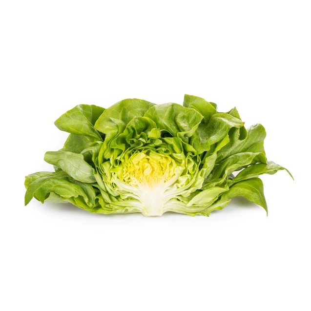 Σπόρος Μαρούλι Butterhead VOLUMIA RZ 5000 σπόρων Rijk Zwaan Hellas