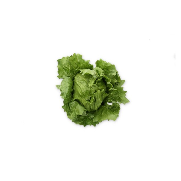 Σπόρος Μαρούλι Iceberg LAURINAS RZ 5000 σπόρων Rijk Zwaan Hellas
