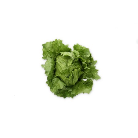Σπόρος Μαρούλι Iceberg LAURINAS RZ 5000 σπόρων Rijk Zwaan Hellas