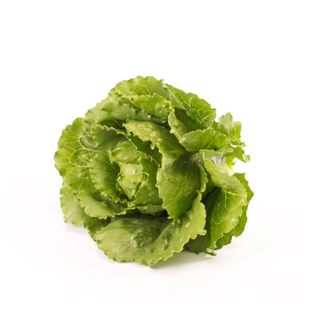 Σπόρος Μαρούλι Crunchy lettuce VERODITA RZ 5000 σπόρων Rijk Zwaan Hellas