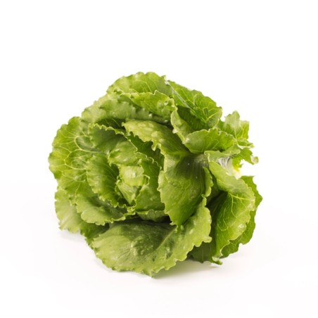 Σπόρος Μαρούλι Crunchy lettuce VERODITA RZ 5000 σπόρων Rijk Zwaan Hellas