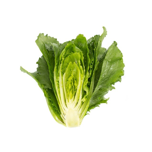 Σπόρος Μαρούλι Crunchy lettuce VERODITA RZ 5000 σπόρων Rijk Zwaan Hellas
