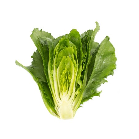 Σπόρος Μαρούλι Crunchy lettuce VERODITA RZ 5000 σπόρων Rijk Zwaan Hellas