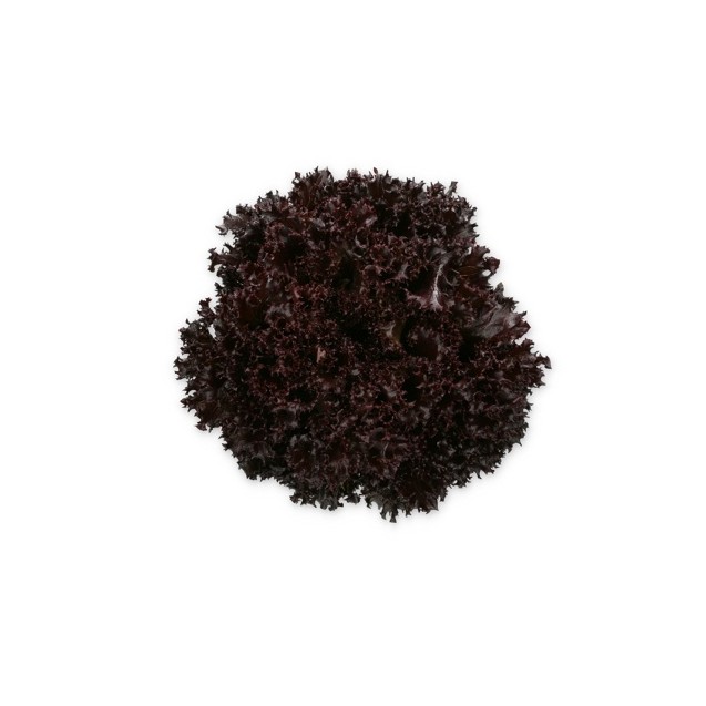 Σπόρος Μαρούλι Crystal lettuce SCAMANDER RZ 5000 σπόρων Rijk Zwaan Hellas