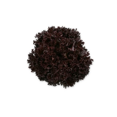 Σπόρος Μαρούλι Crystal lettuce SCAMANDER RZ 5000 σπόρων Rijk Zwaan Hellas