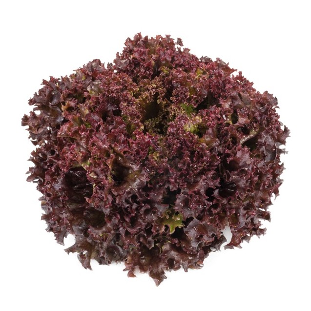 Σπόρος Μαρούλι Leaf lettuce CARNELIAN RZ 5000 σπόρων Rijk Zwaan Hellas