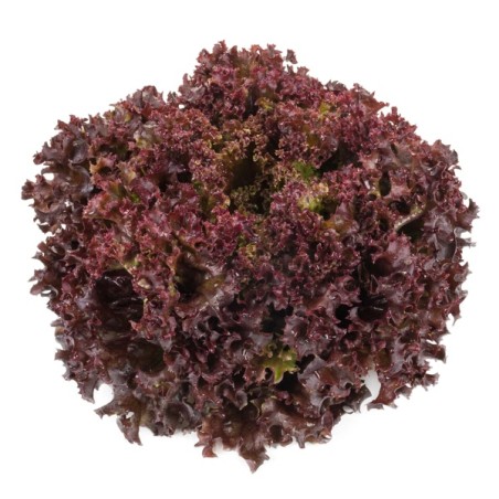 Σπόρος Μαρούλι Leaf lettuce CARNELIAN RZ 5000 σπόρων Rijk Zwaan Hellas