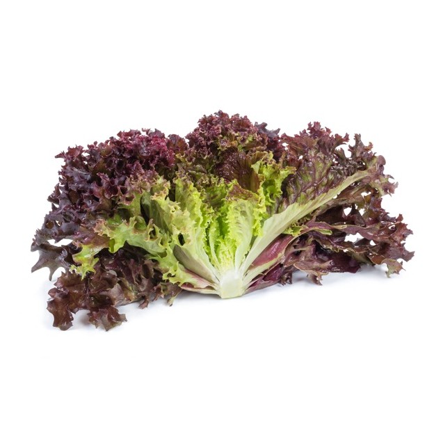Σπόρος Μαρούλι Leaf lettuce CARNELIAN RZ 5000 σπόρων Rijk Zwaan Hellas
