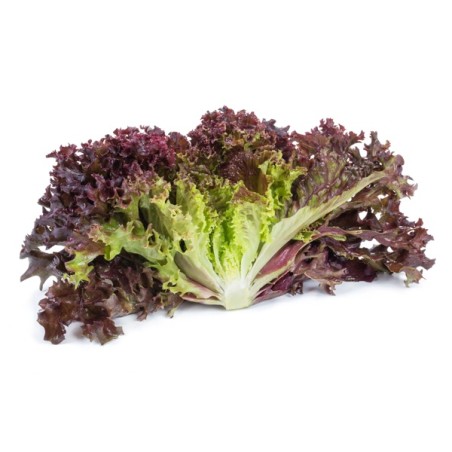 Σπόρος Μαρούλι Leaf lettuce CARNELIAN RZ 5000 σπόρων Rijk Zwaan Hellas