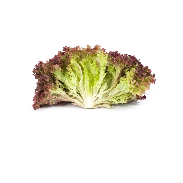 Σπόρος Μαρούλι Leaf lettuce CORENTINE RZ 5000 σπόρων Rijk Zwaan Hellas