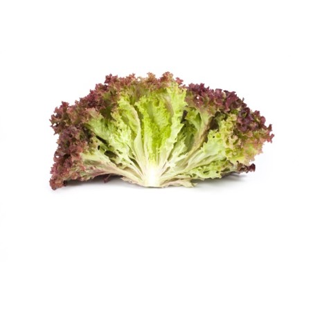Σπόρος Μαρούλι Leaf lettuce CORENTINE RZ 5000 σπόρων Rijk Zwaan Hellas