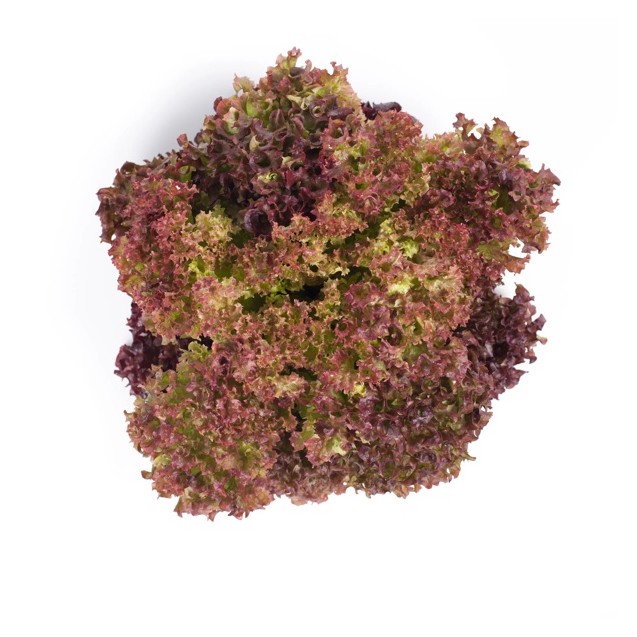Σπόρος Μαρούλι Leaf lettuce CORENTINE RZ 5000 σπόρων Rijk Zwaan Hellas