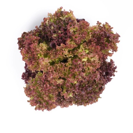 Σπόρος Μαρούλι Leaf lettuce CORENTINE RZ 5000 σπόρων Rijk Zwaan Hellas