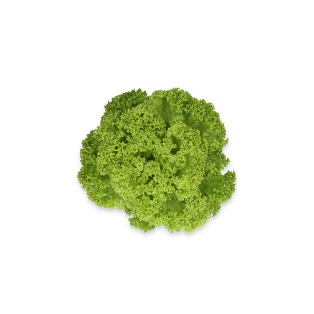 Σπόρος Μαρούλι Leaf lettuce LAMARRE RZ 5000 σπόρων Rijk Zwaan Hellas