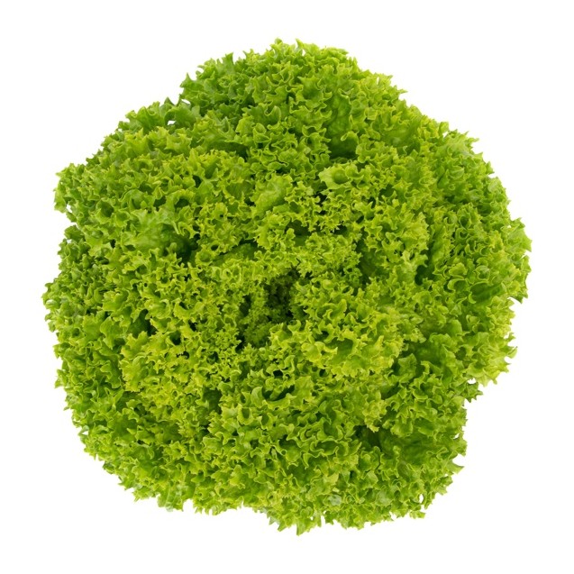 Σπόρος Μαρούλι Leaf lettuce LIMASSOL RZ 5000 σπόρων Rijk Zwaan Hellas
