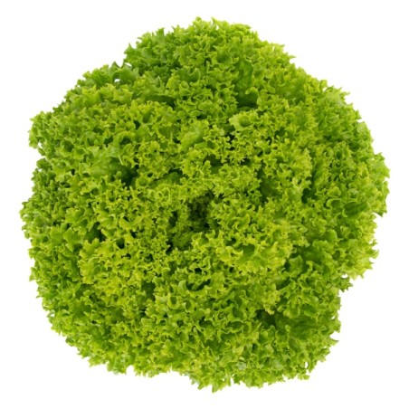 Σπόρος Μαρούλι Leaf lettuce LIMASSOL RZ 5000 σπόρων Rijk Zwaan Hellas