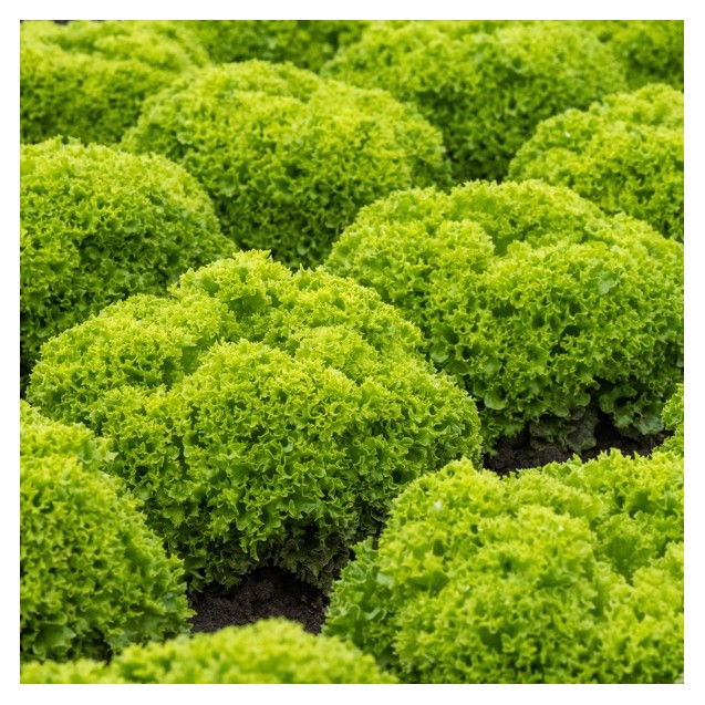 Σπόρος Μαρούλι Leaf lettuce LIMASSOL RZ 5000 σπόρων Rijk Zwaan Hellas