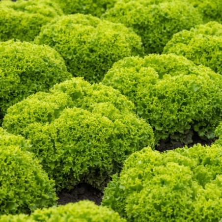 Σπόρος Μαρούλι Leaf lettuce LIMASSOL RZ 5000 σπόρων Rijk Zwaan Hellas